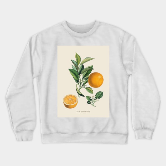 Orange Antique Botanical Illustration Crewneck Sweatshirt by Antiquated Art